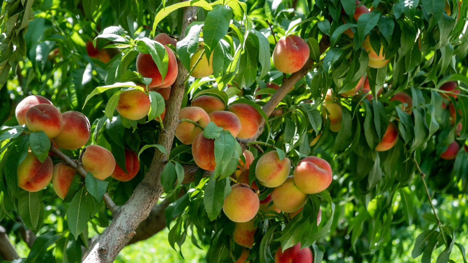 Soft, fuzzy orange-pink fruits grow on branches with narrow, slightly curved green leaves.
