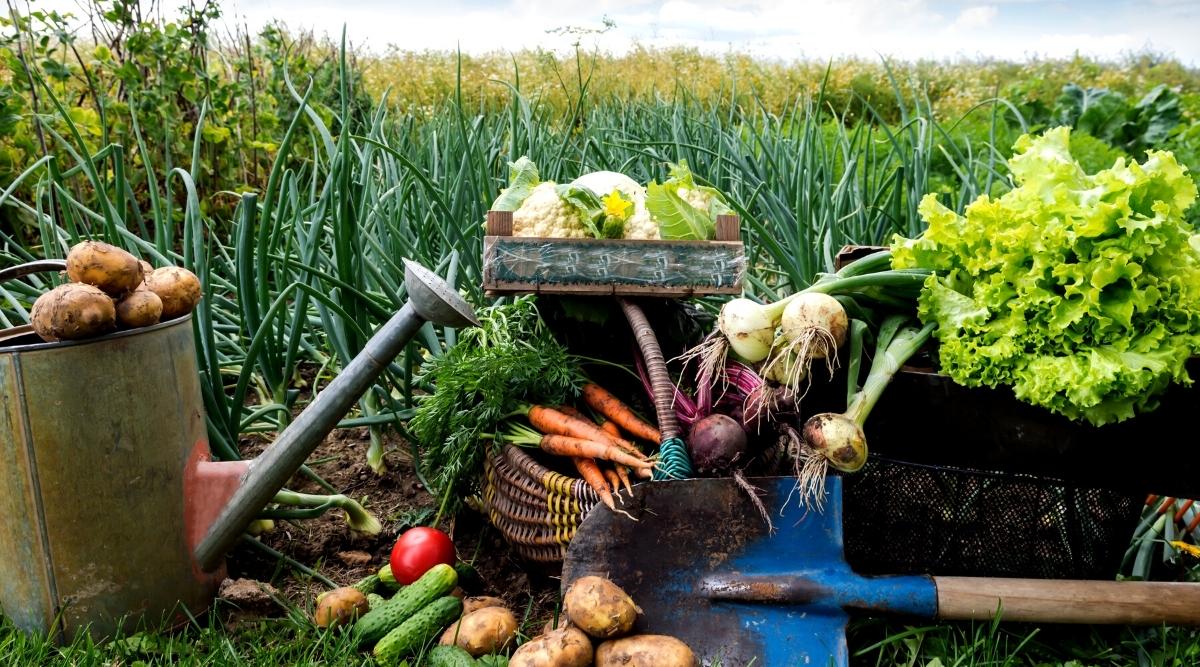 A close up of a group of garden vegetables on the ground. You can see potatoes, cucumbers, tomatoes, carrots, beets, onions, greens all resting together. There is also farming equipment including a used watering can, and a shovel that has also been used. In the background, you can see planted onions and other leafy greens.