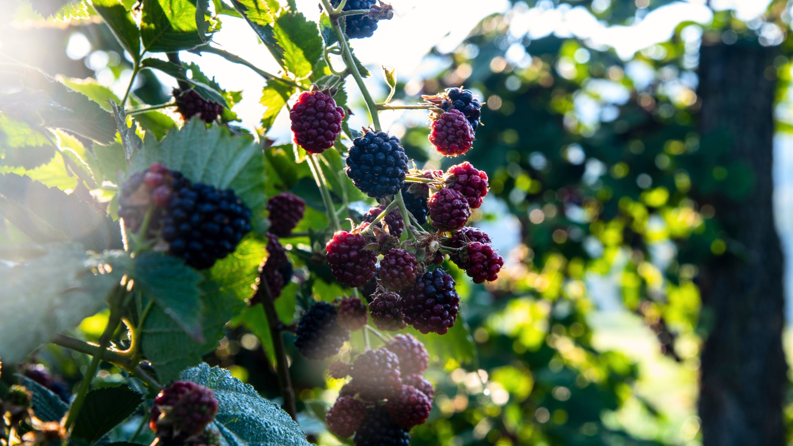 With sprawling, bramble-like stems, the plant showcases bright green, lobed leaves and plump, dark-colored berries that are both juicy and glossy.
