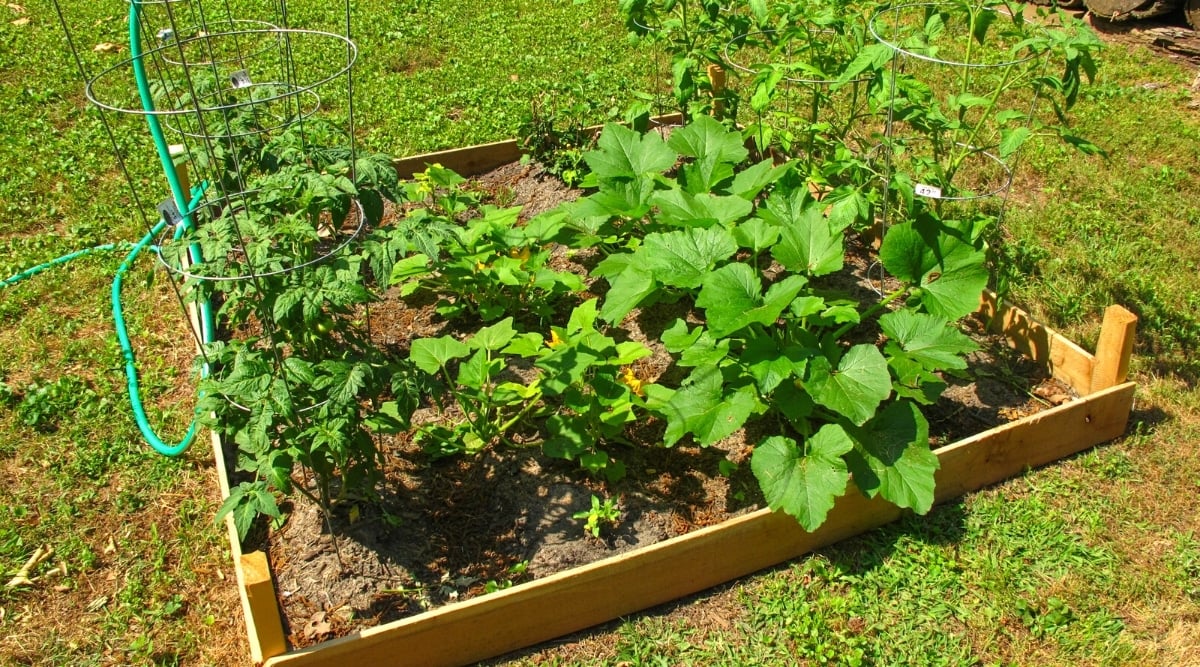 A small garden of squash and tomatoes with a water hose in full sun. The tomato plant is young, growing with tomato rings to support and guide growth. The tomato plant has erect stems covered with dark green pinnately compound leaves. The squash plant is a short growing plant with large round bright green leaves with wavy edges.