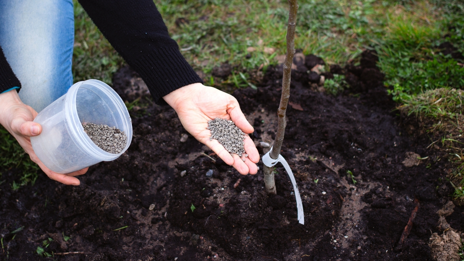 A person adding natural organic fertilizer to a young tree being planted in the ground.