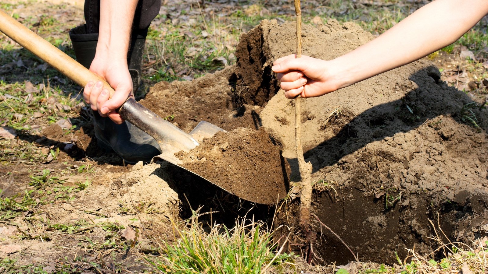 5 Causes Why Fall Is the Biggest Time To Plant Fruit Bushes